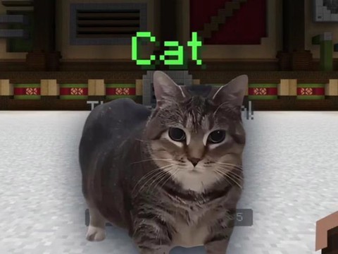 我的世界里怎么驯服猫